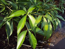 Kapebonavista Crateva religiosa sapling plant garlic pear tree barni Varun Varuna Crataeva nurvala three leafed caper