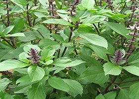 Kapebonavista Thai Basil Kama Kasturi 2 Month Old Plant Sweet Sabja Seeds Tukmaria Falooda Living Plant with Poly Bag
