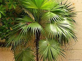 thrinax Radiata