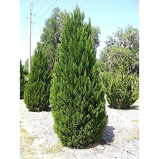                       juniperus chinensis Plant                                              