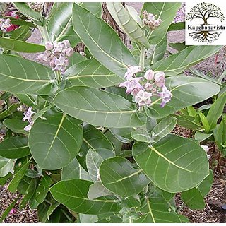                       Kapebonavista Arka Madar Giant Milkweed Swallow-wort Crown Flower Calotropis Gigantea Living Plant With Poly Bag                                              