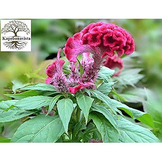 Kapebonavista Cockscomb Lalmurga Haolei Kozhi poo Mayur chulia Celosia cristata living plant in poly bag Kapebonavista Cockscomb Lalmurga Haolei Kozhi poo Mayur chulia Celosia cristata living plant in poly bag