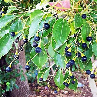                       cinnamomum camphora Plant                                              