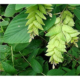                       Kapebonavista Kanphuta Kanphuti Fabaceae Wild Hops Bilei lanji Flemingia strobilifera Living Plant                                              