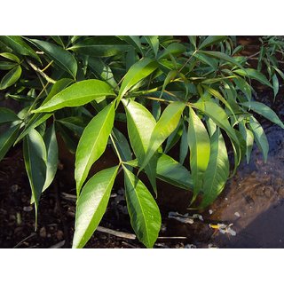 Kapebonavista Crateva religiosa sapling plant garlic pear tree barni Varun Varuna Crataeva nurvala three leafed caper Kapebonavista Crateva religiosa sapling plant garlic pear tree barni Varun Varuna Crataeva nurvala three leafed caper
