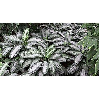                       aglaonema Grey                                              