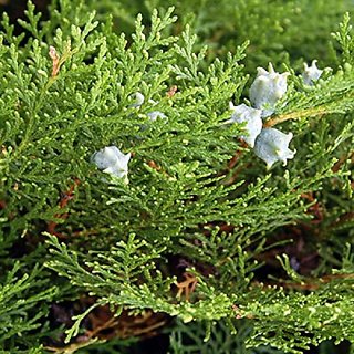                       Thuja orientalis Plant                                              