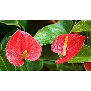                       anthurium andraeanum                                              