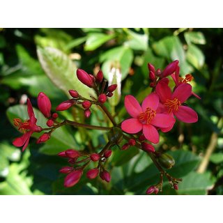                       jatropha pandurifolia red                                              
