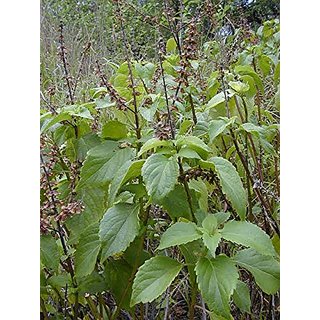                       Ocimum Grattissimum clove tulsi sapling plants                                              