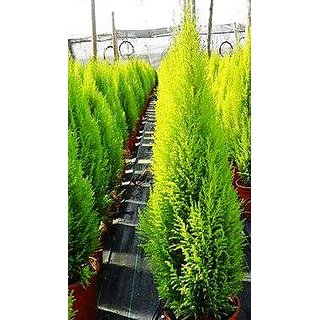                       cupressus Juniperus Golden                                              