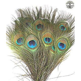 Kapebonavista Peacock Feathers Mor Pankh Peacock Tails Big Size 10 Piece 40 inch for Pooja Kapebonavista Peacock Feathers Mor Pankh Peacock Tails Big Size 10 Piece 40 inch for Pooja