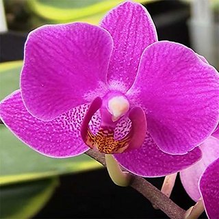                       phalaenopsis Hybrid                                              