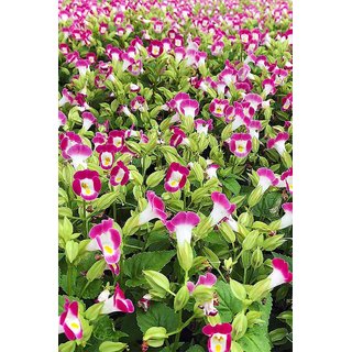                       torenia Plants                                              