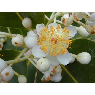                       Kapebonavista Two Years calophyllum inophyllum                                              