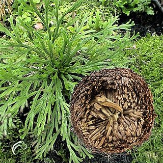 Kapebonavista 1Pcs Resurrection Plants Hydrophile Rose Of Jericho Dinosaur Plant Air Fern Spike Moss Kapebonavista 1Pcs Resurrection Plants Hydrophile Rose Of Jericho Dinosaur Plant Air Fern Spike Moss