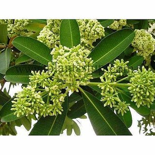                       Alstonia scholaris                                              