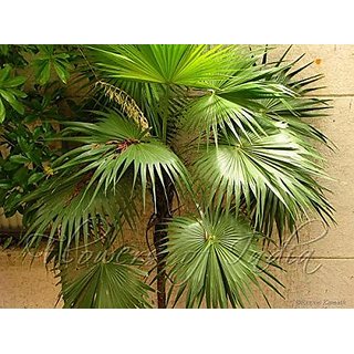                       thrinax Radiata                                              