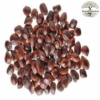                       Kapebonavista Imli Amli Mange Chinta Tamarind seedsTamarindus Indica Seeds Imli Beej 50 Seeds                                              