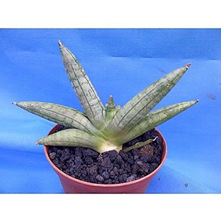                       Sansevieria Boncel                                              