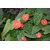 anthurium Leafy