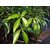 Kapebonavista Crateva religiosa sapling plant garlic pear tree barni Varun Varuna Crataeva nurvala three leafed caper