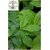 Kapebonavista Crateva religiosa sapling plant garlic pear tree barni Varun Varuna Crataeva nurvala three leafed caper