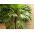 thrinax Radiata