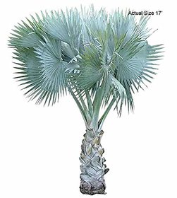 Kapebonavista Bismarckia Nobilis Madagascar 4 Years 8 Month Old Plants