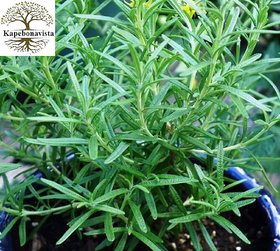 Kapebonavista rosemary sapling plant, Spice Island Rosemary (rosmarinus officinalis)