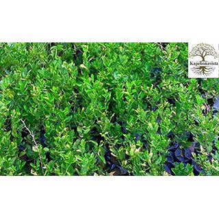 Kapebonavista Neembu Citrus Medicalimonia Lime Lemon Plant in Poly Bag Kapebonavista Neembu Citrus Medicalimonia Lime Lemon Plant in Poly Bag