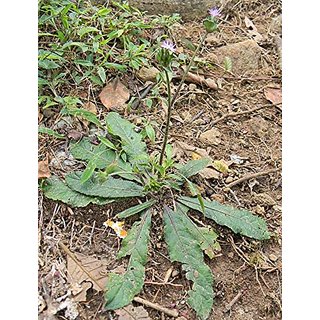 Kapebonavista Ban-tambakhu Samdudri Hasti pod Sahastra Buti Anashovadi Gojivha Elephantopus scaber Living Plant Kapebonavista Ban-tambakhu Samdudri Hasti pod Sahastra Buti Anashovadi Gojivha Elephantopus scaber Living Plant