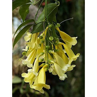                       catesbaea spinosa                                              