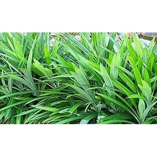 Kapebonavista Wangi Basmati Screw Pine Annapurna Pandanus Amaryllifolius Living Plant in Poly Bag Kapebonavista Wangi Basmati Screw Pine Annapurna Pandanus Amaryllifolius Living Plant in Poly Bag