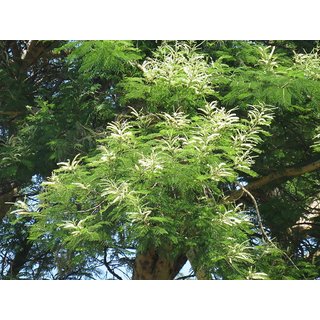                       Acacia polyacantha                                              