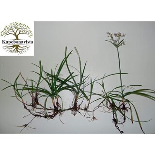                       Kapebonavista Nut Grass Cyperus rotundus (150 g)                                              