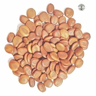 Kapebonavista Siris Seed Siras Seed Albizia lebbeck Seed Siras Beej 100gm Kapebonavista Siris Seed Siras Seed Albizia lebbeck Seed Siras Beej 100gm