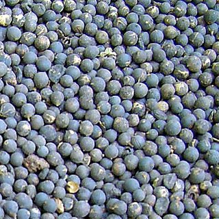                       Kapebonavista Vai Vidanga Vidanga 100gm                                              