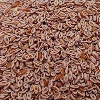 Kapebonavista Isabgol Psyllium Seed Isabgul Full Seed PLANTAGO OVATA 100g Price Kapebonavista Isabgol Psyllium Seed Isabgul Full Seed PLANTAGO OVATA 100g Price