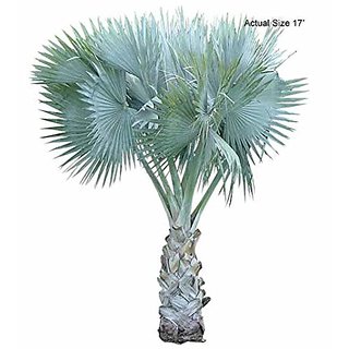 Kapebonavista Bismarckia Nobilis Madagascar 4 Years 8 Month Old Plants