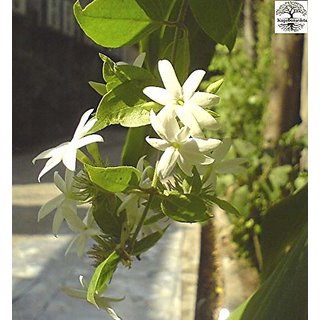 Kapebonavista Juhi Banamallika Jai Sanna mallige Yuthika Jasminum auriculatum Adavimalle Living Plant in Poly Bag Kapebonavista Juhi Banamallika Jai Sanna mallige Yuthika Jasminum auriculatum Adavimalle Living Plant in Poly Bag