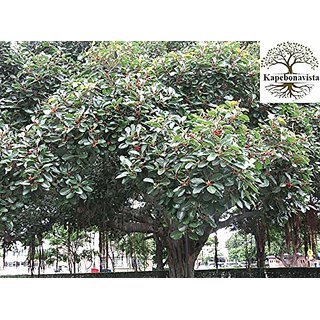                       Kapebonavista Banyan tree Barh Khongnang taru Bargad Vat Alai Marri chettu Ficus bengalensis Living Plant in Poly Bag                                              