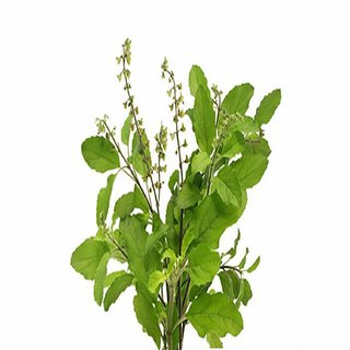                       Kapebonavista Ram Tulsi Light Holy Basil Ocimum Sanctum Living Plant in Poly Bag                                              