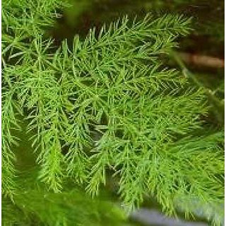                       shatavari sapling six month plant, asparagus racemosus, satavar, shatamull, satawari,                                              