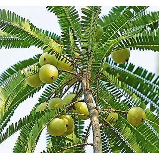                       phyllanthus tratemus eight month plant                                              