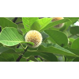                       neolamarckia cadamba Eight Month Plant                                              