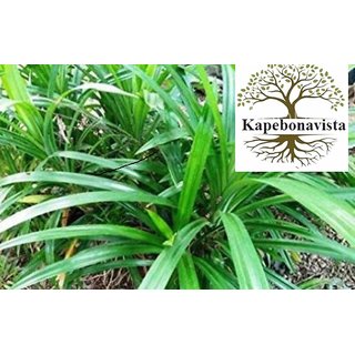                       Kapebonavista Kapebonavista Bai Toey Pandan Rambha Basmati Wangi Ramba Biriyani Ila Living Plant in Poly Bag                                              