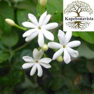                       Kapebonavista Juhi Banamallika Jai Sanna mallige Yuthika Jasminum auriculatum Adavimalle Living Plant in Poly Bag                                              