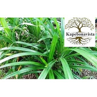                       Kapebonavista Kapebonavista Rambha, Basmati, Pandan, Wangi, Ramba, Biryani Ila, Living Plant, Poly Bag                                              