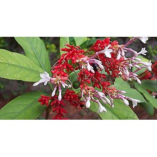 Kapebonavista sarpagandha five month plants (rauvolfia serpentina)